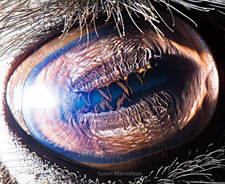 Illustration for article titled Las bestiales miradas de Suren Manvelyan